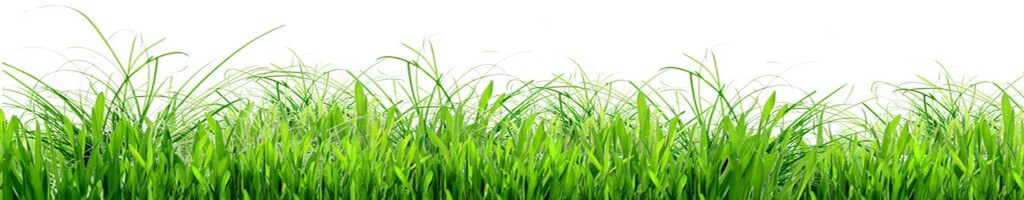 herbe[1]
